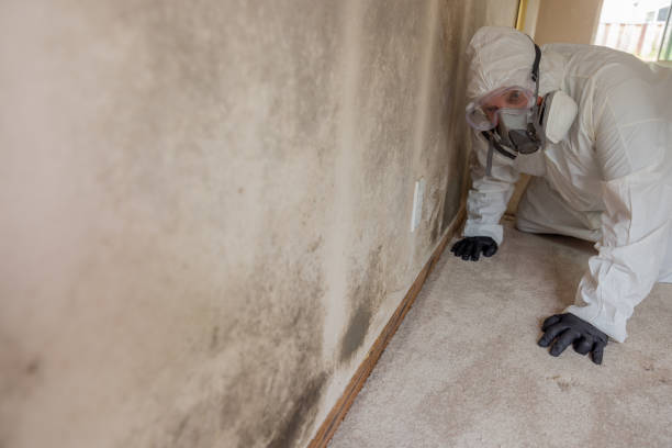 Best Basement Mold Removal  in Lowell, OR