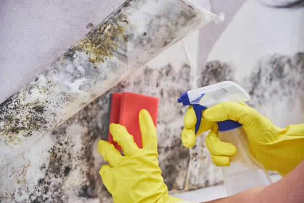 Best Real Estate Mold Inspection  in Lowell, OR